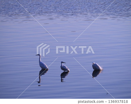 An egret searching for prey in the shallows of the Arakawa River An egret searching for prey in the shallows of the Arakawa River 136937818