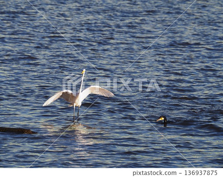 Great Egret searching for prey in the shallows of the Arakawa River 136937875