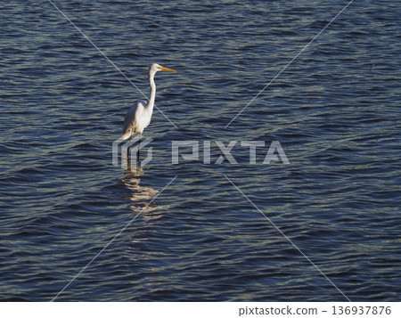 Great Egret searching for prey in the shallows of the Arakawa River Great Egret searching for prey in the shallows of the Arakawa River 136937876