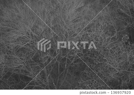 Leafless winter branches abstract monochrome texture Leafless winter branches abstract monochrome texture 136937920