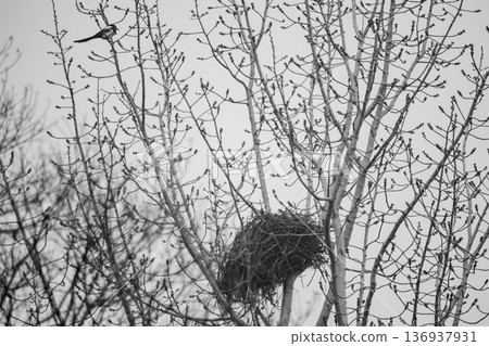 Bird perched near nest in bare tree, black and white Bird perched near nest in bare tree, black and white 136937931