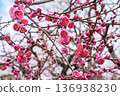 Beautiful pink early-blooming plum blossoms and blue sky 136938230