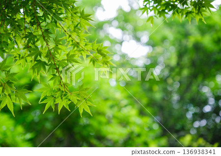 閃亮的翠綠楓葉和透過樹葉灑下的斑駁陽光：初夏令人心曠神怡的自然背景 136938341