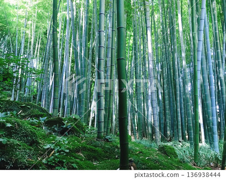 Scenery in the bamboo forest Scenery in the bamboo forest 136938444