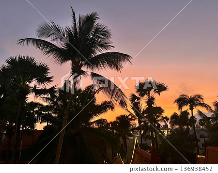 Sunset and palm tree 136938452