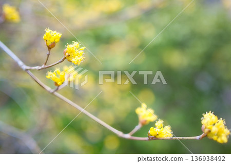 Sansuyu flowers herald the arrival of spring 136938492
