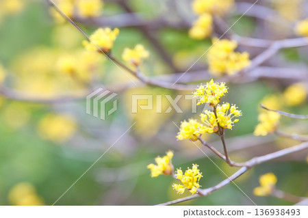Sansuyu flowers herald the arrival of spring Sansuyu flowers herald the arrival of spring 136938493