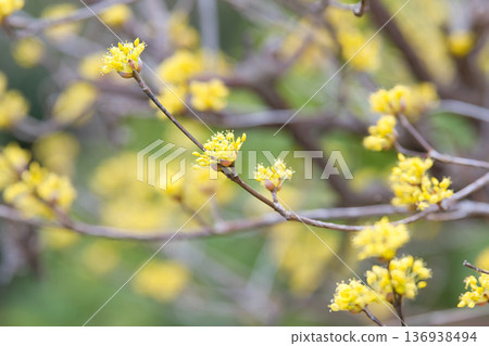 三蘇玉預示著春天的到來 136938494