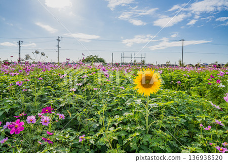福袋市(靜岡縣)的 Cosmos 田野 福袋市(靜岡縣)的 Cosmos 田野 136938520