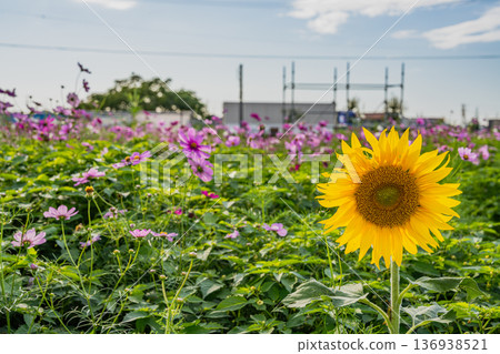 福袋市(靜岡縣)的 Cosmos 田野 福袋市(靜岡縣)的 Cosmos 田野 136938521