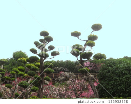 View of Ikegami Plum Garden in Tokyo from the outside: Plum blossoms in full bloom View of Ikegami Plum Garden in Tokyo from the outside: Plum blossoms in full bloom 136938558
