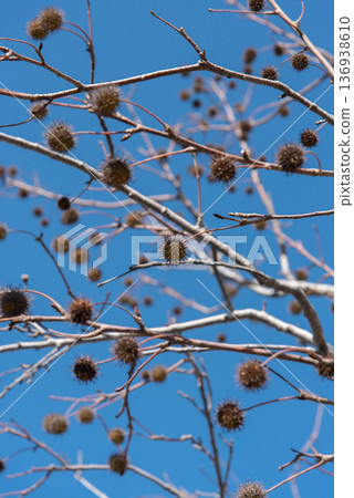 Sweetgum tree with spiky fruit 136938610