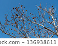 Sweetgum tree with spiky fruit 136938611