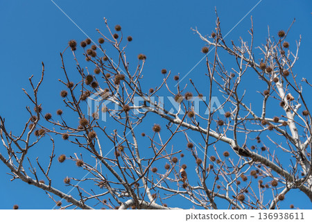 Sweetgum tree with spiky fruit 136938611