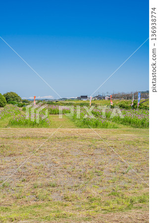 福袋市(靜岡縣)蜜瓜公園的波斯菊花田 福袋市(靜岡縣)蜜瓜公園的波斯菊花田 136938774