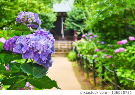 本堂寺的美麗繡球花（千葉縣松戶市） 136938785