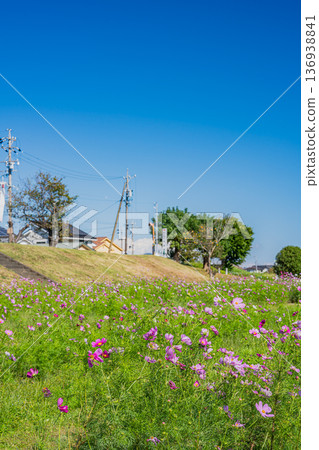 福袋市(靜岡縣)蜜瓜公園的波斯菊花田 福袋市(靜岡縣)蜜瓜公園的波斯菊花田 136938841