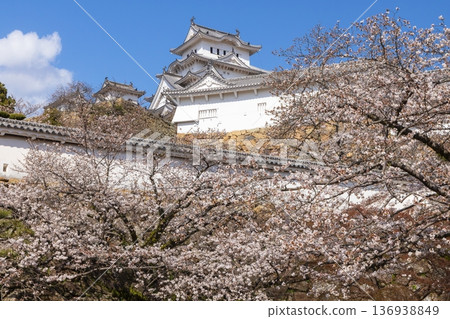 兵庫縣姬路市的姬路城和春季櫻花 136938849