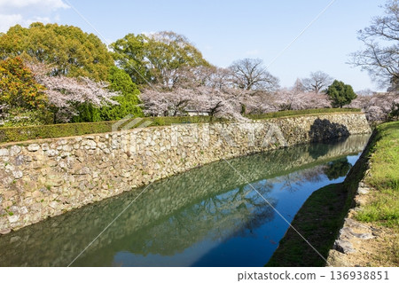 Himeji Castle and cherry blossoms in spring in Himeji City, Hyogo Prefecture Himeji Castle and cherry blossoms in spring in Himeji City, Hyogo Prefecture 136938851