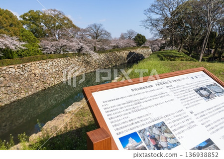 Himeji Castle and cherry blossoms in spring in Himeji City, Hyogo Prefecture 136938852