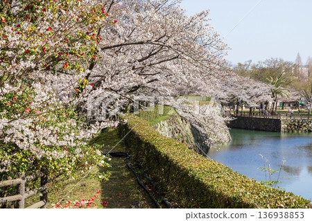 Himeji Castle and cherry blossoms in spring in Himeji City, Hyogo Prefecture 136938853