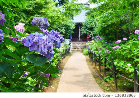 Beautiful hydrangeas at Hondo-ji Temple (Matsudo City, Chiba Prefecture) 136938963