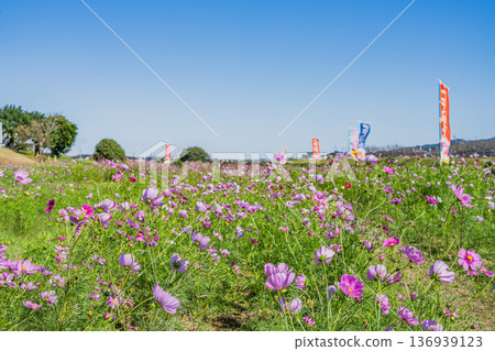 福袋市（靜岡縣）蜜瓜公園的波斯菊花田 136939123