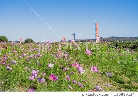 福袋市(靜岡縣)蜜瓜公園的波斯菊花田 福袋市(靜岡縣)蜜瓜公園的波斯菊花田 136939124