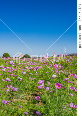 福袋市(靜岡縣)蜜瓜公園的波斯菊花田 福袋市(靜岡縣)蜜瓜公園的波斯菊花田 136939125