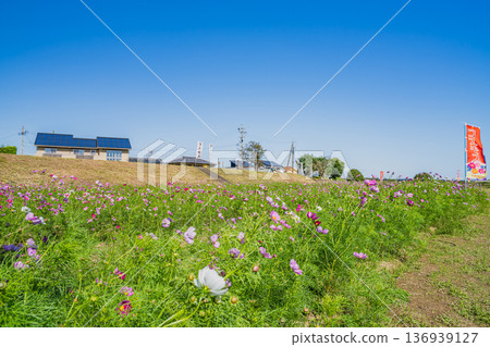 福袋市（靜岡縣）蜜瓜公園的波斯菊花田 136939127