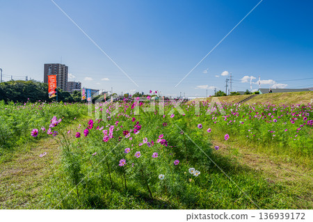 Cosmos fields at Melon Park in Fukuroi City (Shizuoka Prefecture) Cosmos fields at Melon Park in Fukuroi City (Shizuoka Prefecture) 136939172