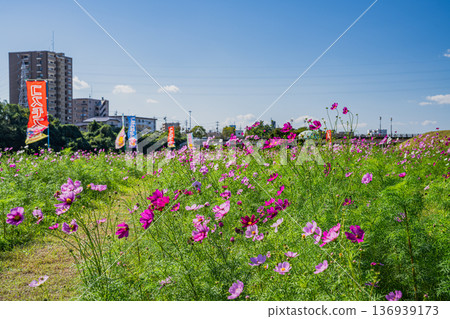 Cosmos fields at Melon Park in Fukuroi City (Shizuoka Prefecture) Cosmos fields at Melon Park in Fukuroi City (Shizuoka Prefecture) 136939173