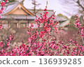 Kyoto's Kitano Tenmangu Shrine: Red plum blossoms in full bloom bathed in the spring sunshine 136939285