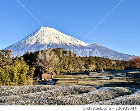 霜凍覆蓋的茶園和富士山 136939344