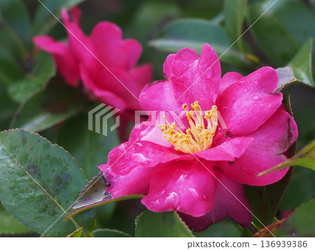 The center of a red camellia flower after the rain (close-up of a single camellia flower with water droplets) The center of a red camellia flower after the rain (close-up of a single camellia flower with water droplets) 136939386