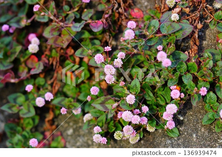 日本蕎麥的一簇粉紅色小花 日本蕎麥的一簇粉紅色小花 136939474