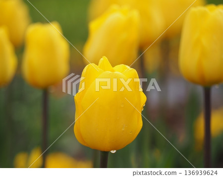 延邦尼斯的黃色鬱金香 136939624