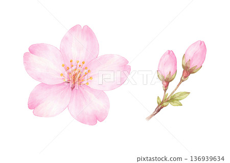 櫻花與花蕾水彩春季剪紙插畫素材 136939634