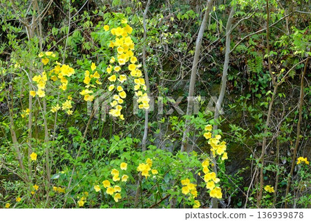 Yamabuki flowers blooming on a cliff [Tsukui, Sagamihara City, April] 136939878