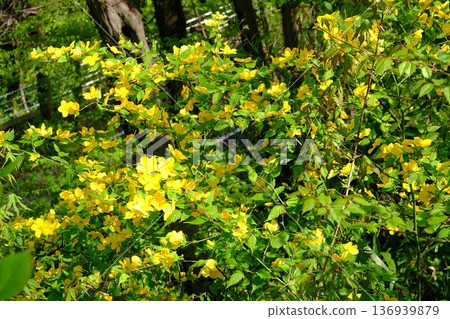 Old trees and yellow Yamabuki flowers [Tsukui, Sagamihara City, April] 136939879