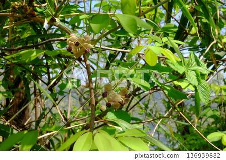 Five-leaf Akebia flowers bloom [Tsukui, Sagamihara City, April] 136939882