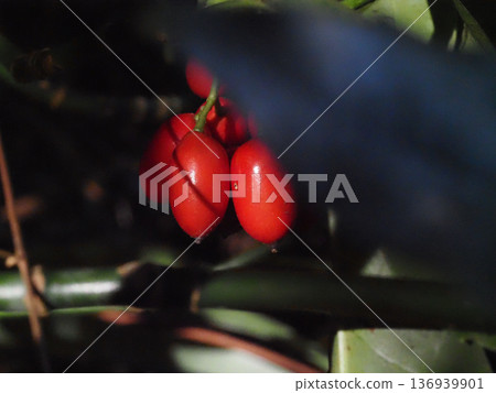 A close-up of the red fruits of an Aoki tree bathed in sunlight filtering through the trees (Aoki tree bearing ripe fruits) A close-up of the red fruits of an Aoki tree bathed in sunlight filtering through the trees (Aoki tree bearing ripe fruits) 136939901