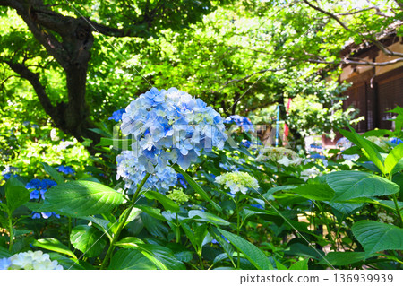 Beautiful hydrangeas at Hondo-ji Temple (Matsudo City, Chiba Prefecture) Beautiful hydrangeas at Hondo-ji Temple (Matsudo City, Chiba Prefecture) 136939939