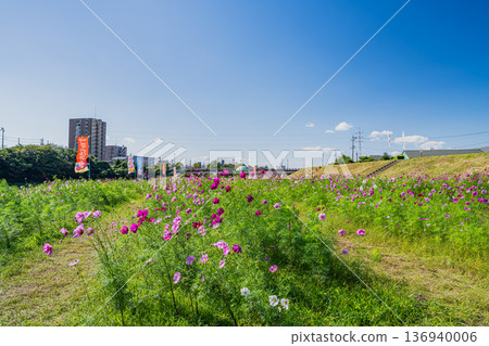 福袋市(靜岡縣)蜜瓜公園的波斯菊花田 福袋市(靜岡縣)蜜瓜公園的波斯菊花田 136940006