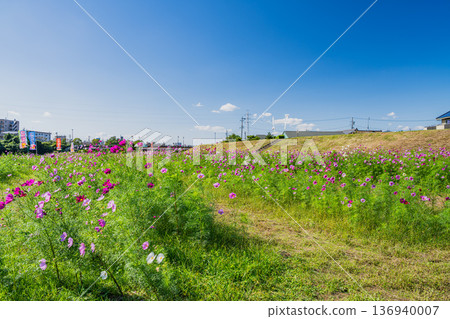 福袋市(靜岡縣)蜜瓜公園的波斯菊花田 福袋市(靜岡縣)蜜瓜公園的波斯菊花田 136940007