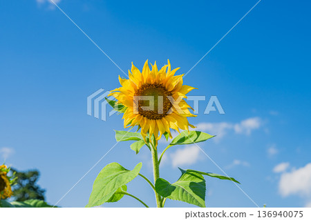 Sunflower in the blue sky Sunflower in the blue sky 136940075