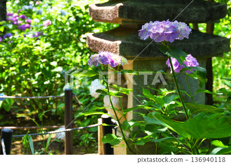 本堂寺的美麗繡球花（千葉縣松戶市） 136940118