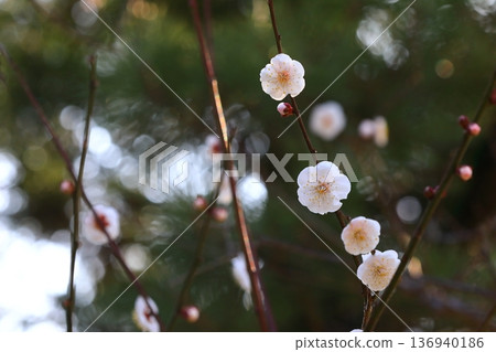 盛開在寺廟的李子開花 136940186