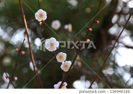 Plum blossoms blooming in a shrine Plum blossoms blooming in a shrine 136940188
