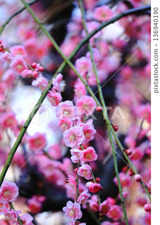 盛開在寺廟的李子開花 136940190